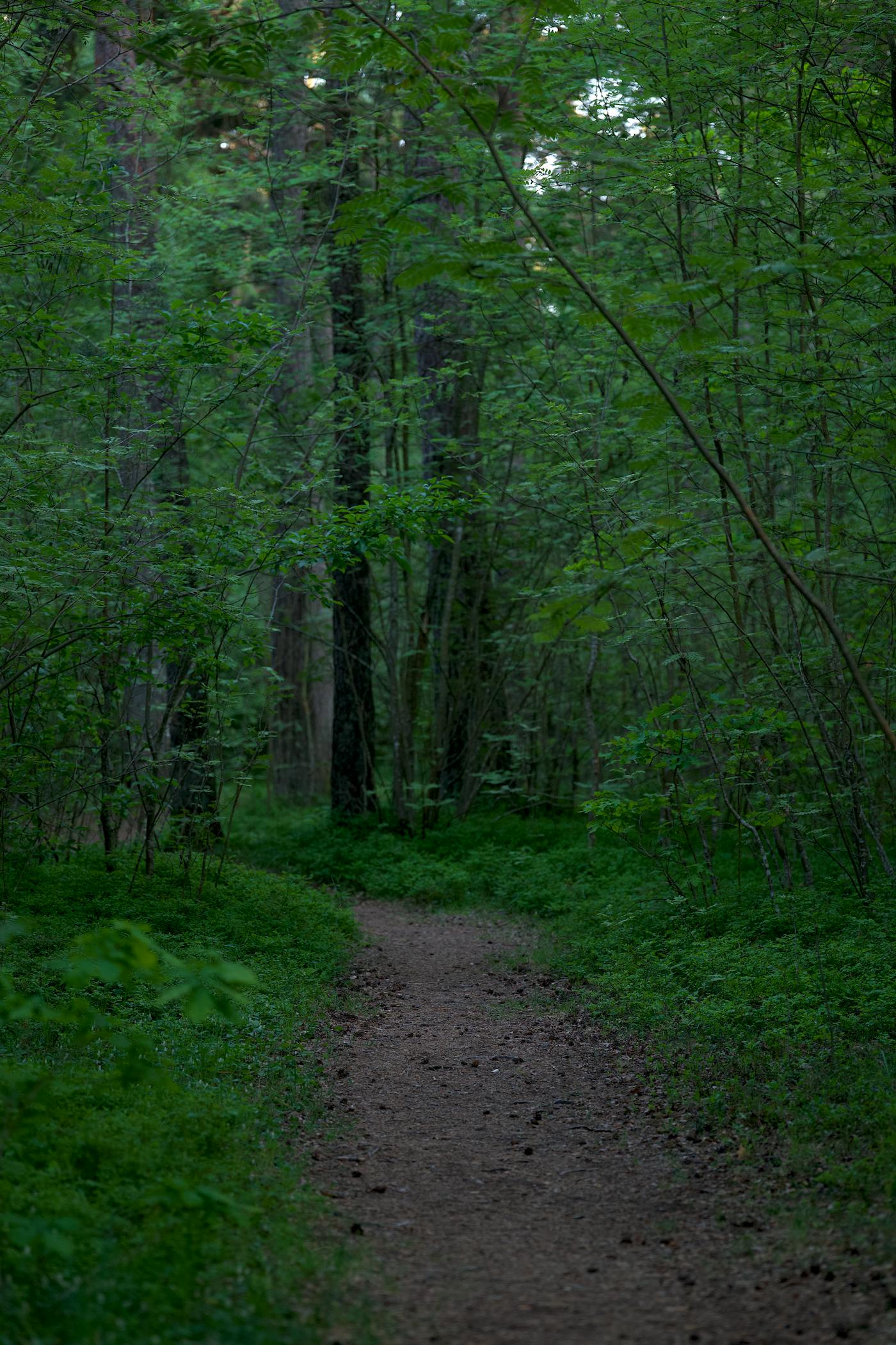 A quiet footpath winding through a calm forest